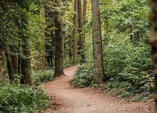A winding dirt trail through a forest of tall trees.