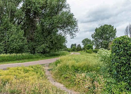 A dirt path winds through a grassy field with trees in the background.