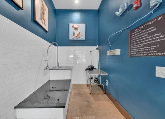A pet spa with a blue wall and a white sink.