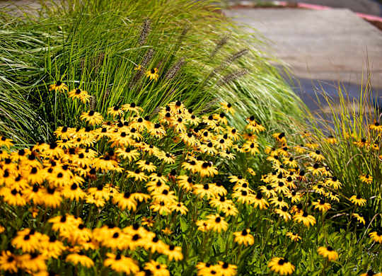 OR_HappyValley_TheElwood_Neighborhood3