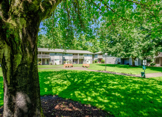 a grassy area with a tree in the foreground