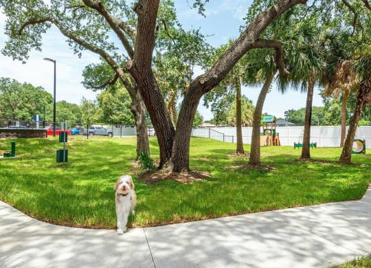 a dog walking on a sidewalk near a park