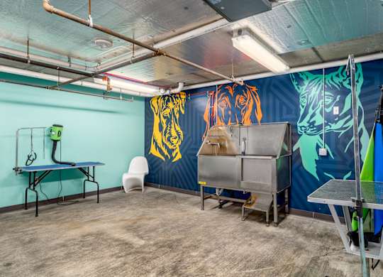 A room with a blue wall and a tiger mural.