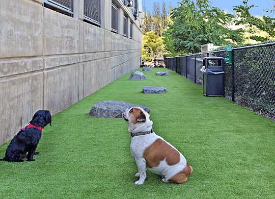 Two dogs sitting on a green lawn.