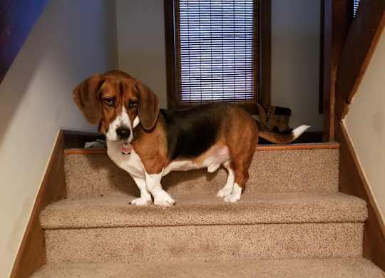 A dog is standing on a staircase.