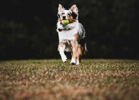 a dog running with a ball in its mouth