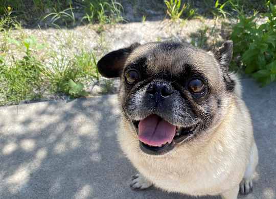 My dog very happy