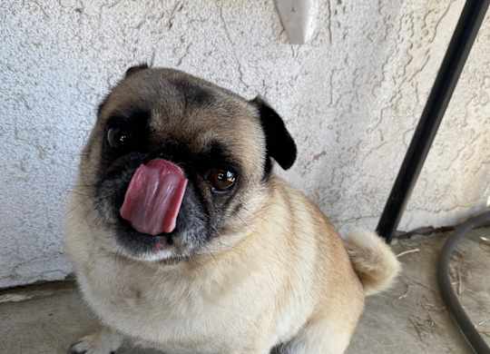 My dog with tongue out