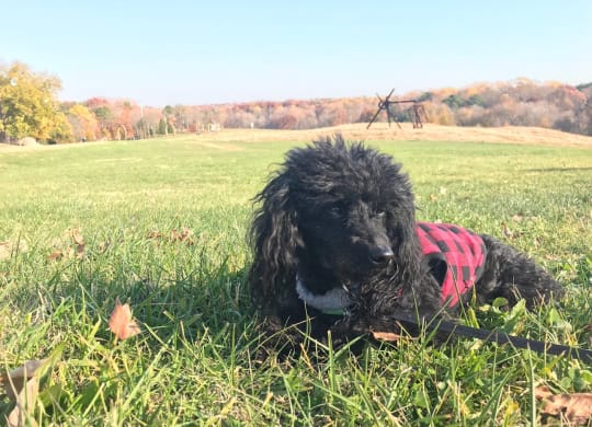 a black dog laying in the grass in a field