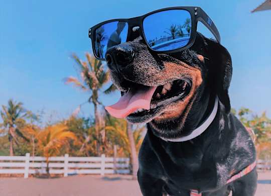 a dog wearing sunglasses on top of a pool