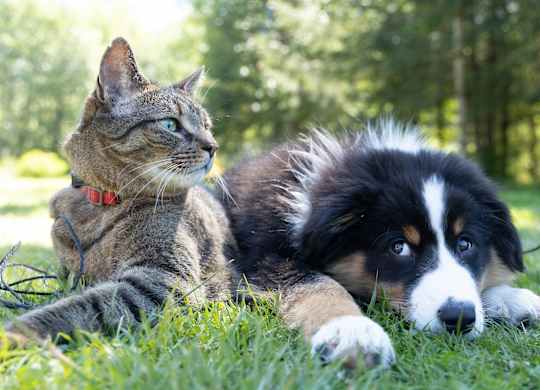a cat and a dog laying in the grass