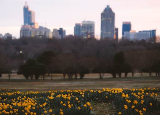 A field of yellow flowers in the foreground with a city skyline in the background.