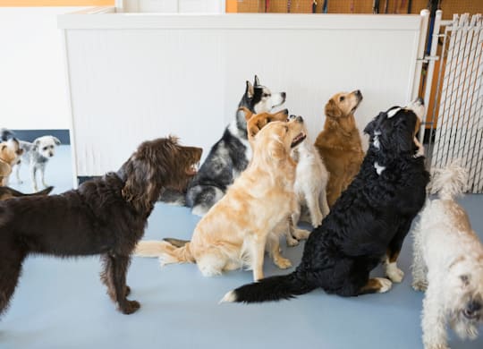 A group of dogs are gathered around a white board.