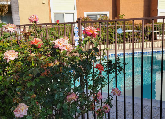 Beautiful rose bushes around the swimming pool at The Cove at Bear Valley in Escondido, California.