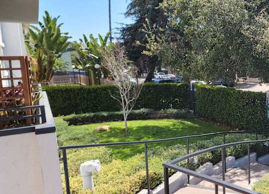A small tree in a yard.