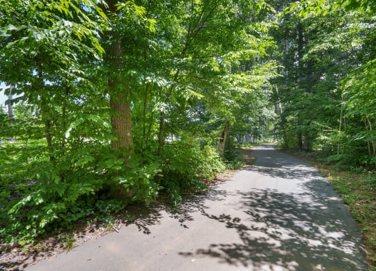 a dirt road with trees on both sides of it