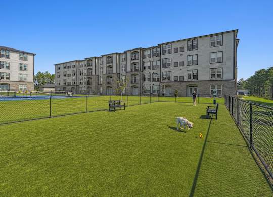 A dog is standing on a green field in front of apartment buildings.