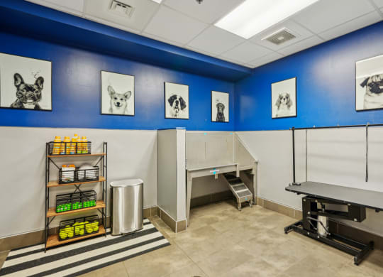 a veterinary exam room with a exam table and a blue wall with pictures of dogs