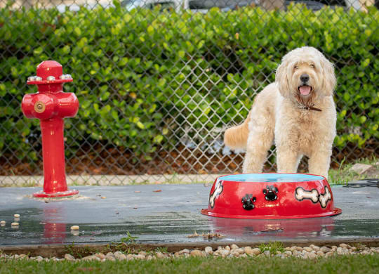 Pet Friendly Community at The Sophia at Abacoa, Jupiter
