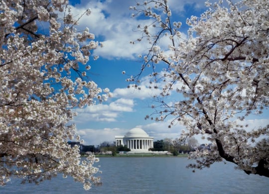 the tidal basin with cherry blossoms and the jefferson memorial
