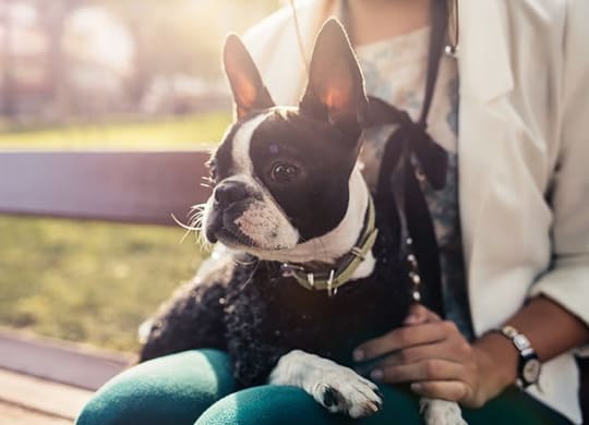 Pet-Friendly Apartments at Berkshire 15, Washington