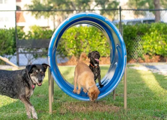 Puppy Play Dates at The Sophia at Abacoa, Jupiter