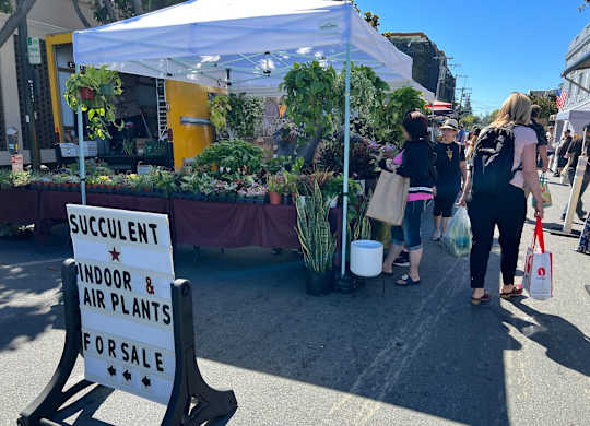 A white tent with a sign that says Succulent Indoor & Air Plants for Sale.