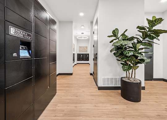 A plant in a black pot sits on a wooden floor in a modern office space.