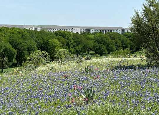 a field of flowers and trees with a modera walsh in the background