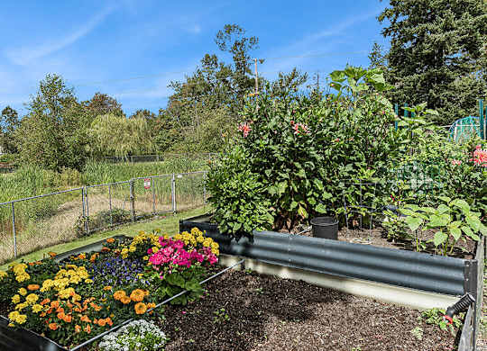 Community garden at Woodrose Senior Affordable Apartments in Bellingham WA