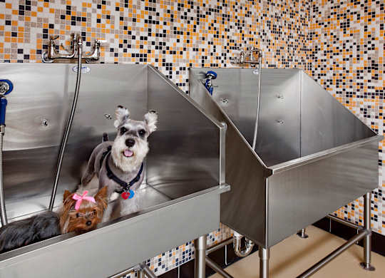 Dog Wash at Westerchester at the Pavillions in Waldorf MD