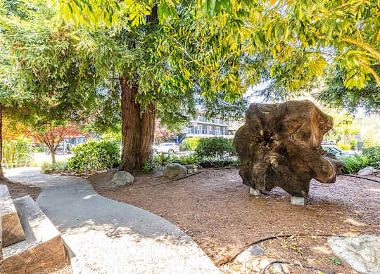 The Grove Sculpture at The Cove at Tiburon Apartments in Tiburon CA