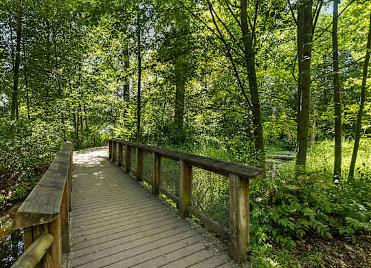 A wooden walkway leads through a lush green forest.