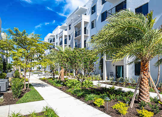 A white building with a palm tree in front.