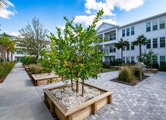 A tree in a planter box is the focal point of a walkway.