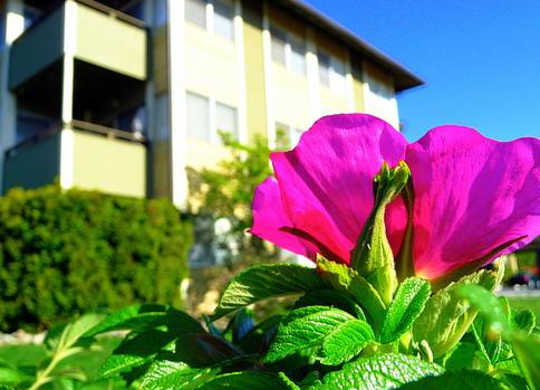 A vibrant pink flower with green leaves in the foreground and a building in the background.