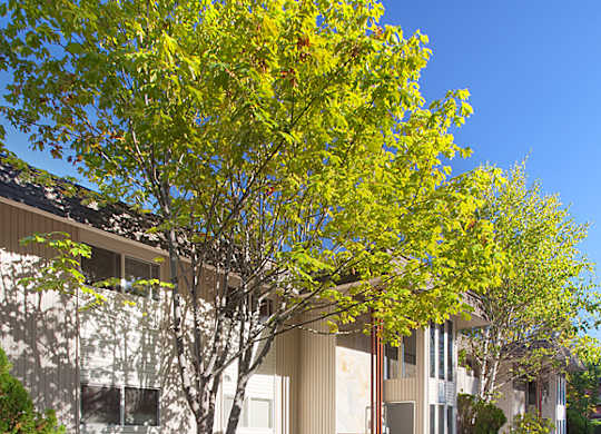 A tree with yellow leaves is in front of a building.