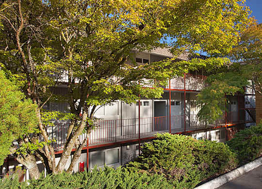 A tree with yellow leaves in front of a building.