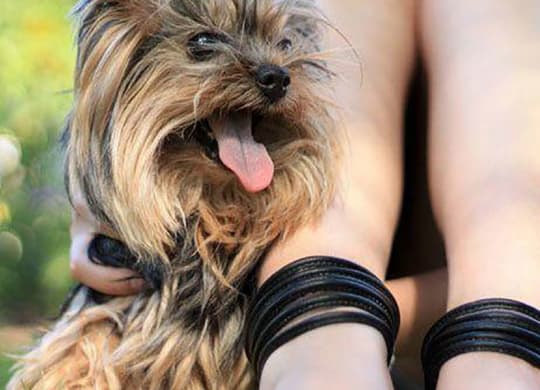 Pet Spa Center at The Benjamin Seaport Residences, Boston, MA, 02210