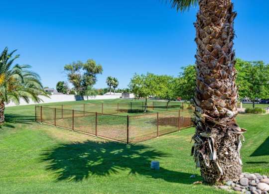 A palm tree stands next to a chain link fence in a grassy area at Reflections at Red Mountain Apartments, Arizona, 85213