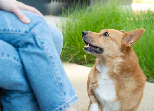 Dog looking up at a person's leg at The Lark, London, SW11 7EA