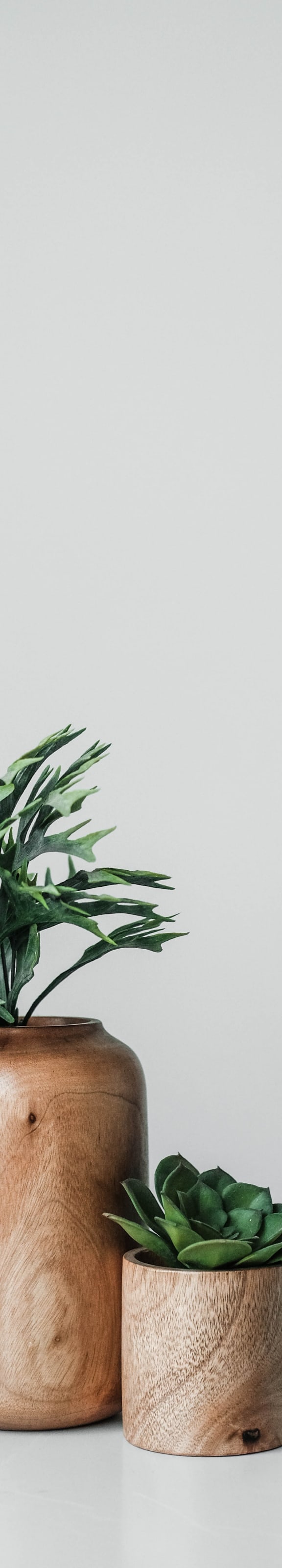 a plant in a wooden vase on a table with a white background