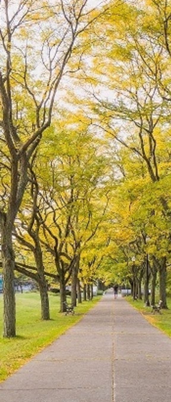 a road with trees on both sides of it