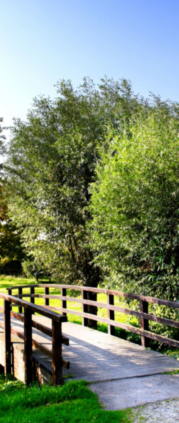 a wooden bridge with a tree in the background