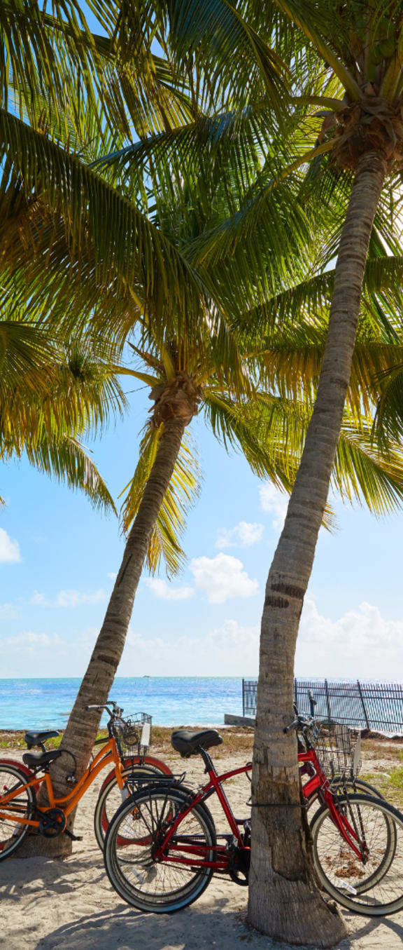 two bicycles parked under two palm trees on the beach