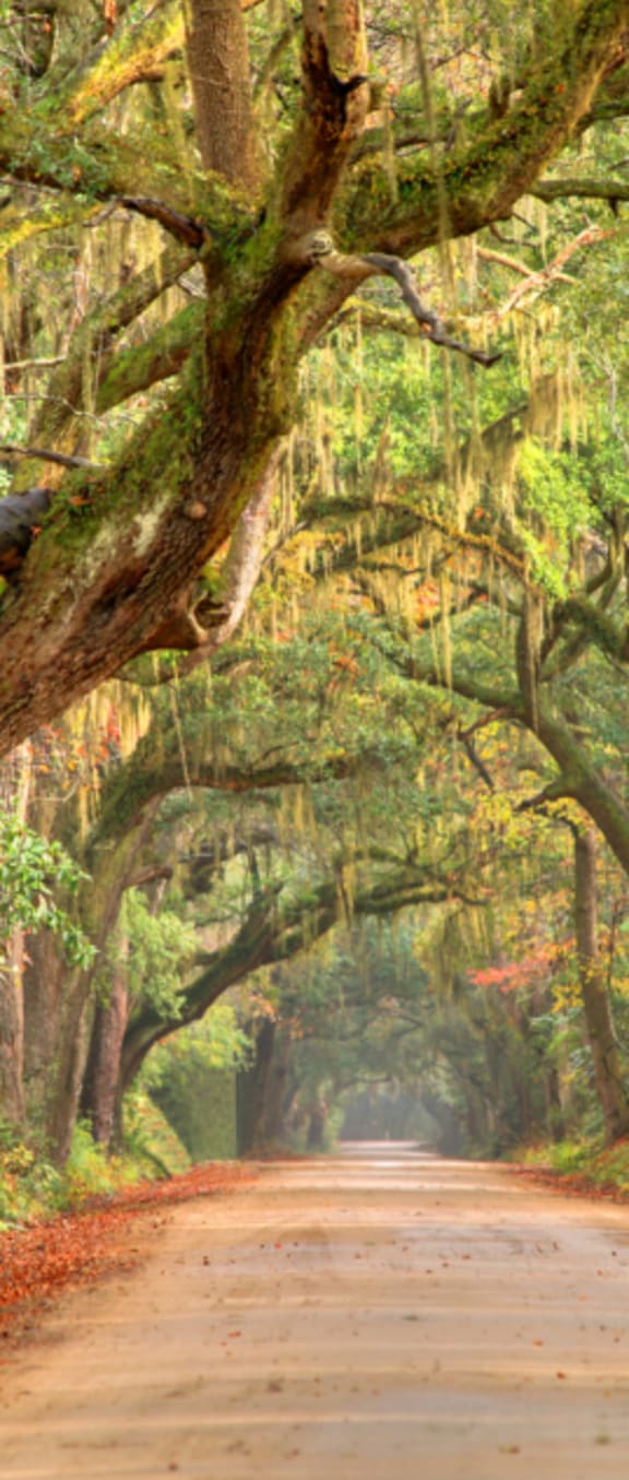a dirt road with trees on both sides of the road at Arbors at Windsor Lake, South Carolina