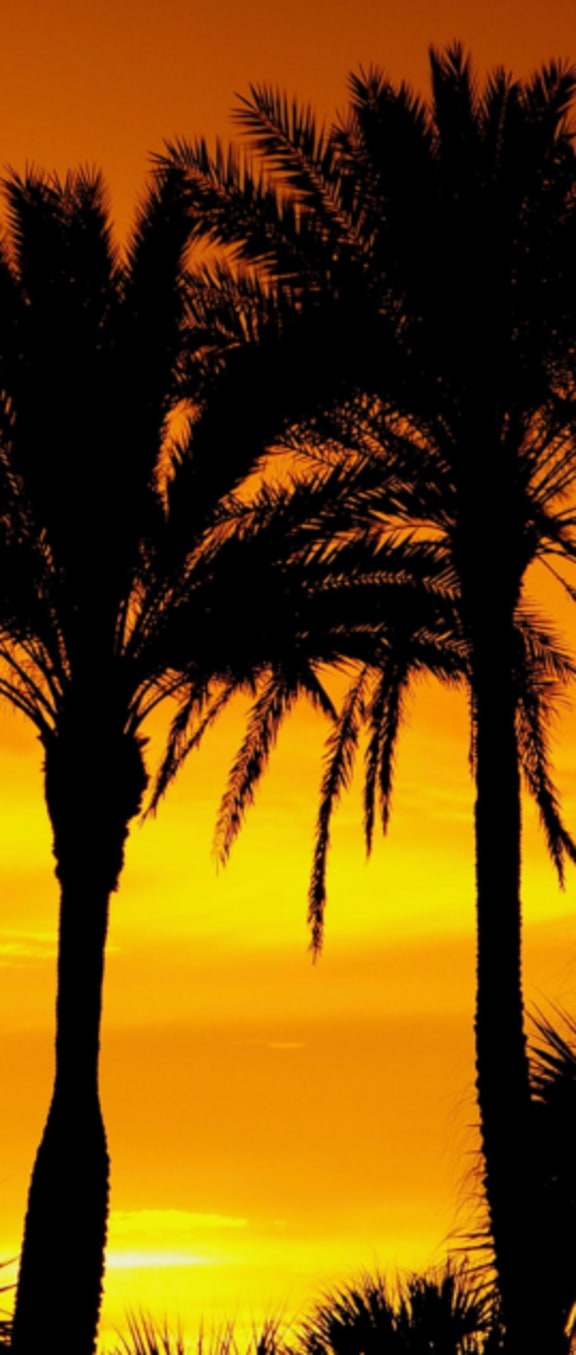 a couple of palm trees in front of a sunset