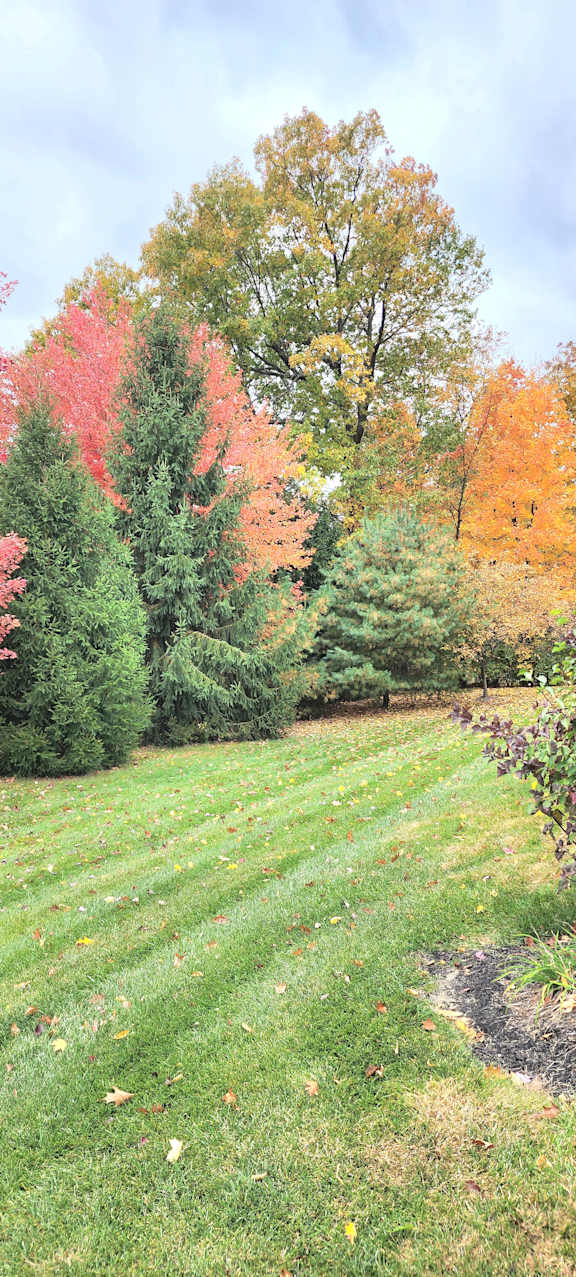A tree with red leaves stands out among the greenery.