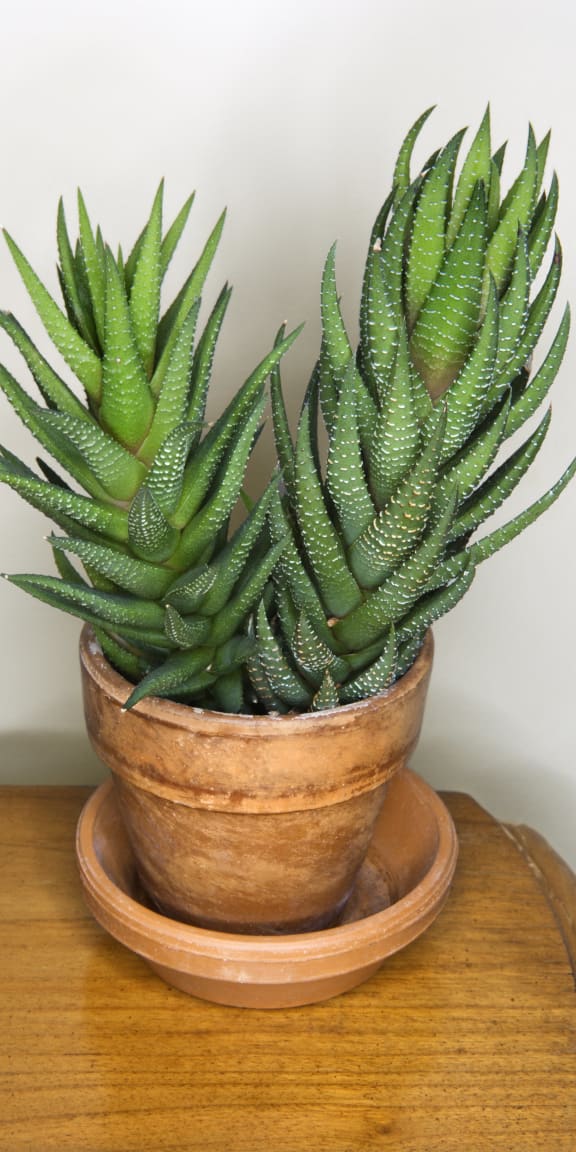 aeonium succulent plant in a wooden pot on a wooden table