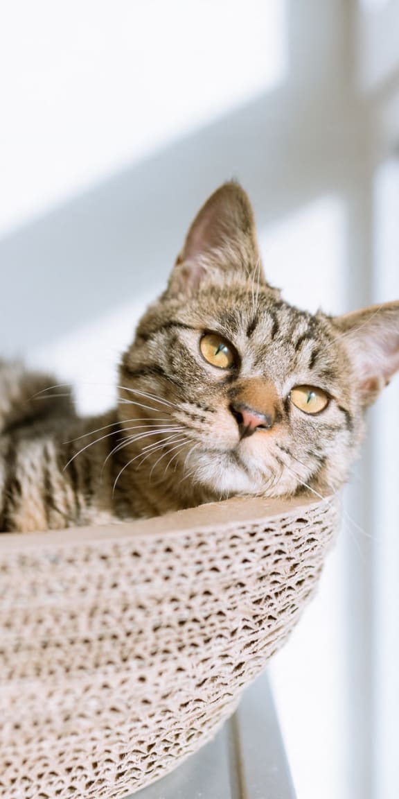 a cat laying in a basket by a window